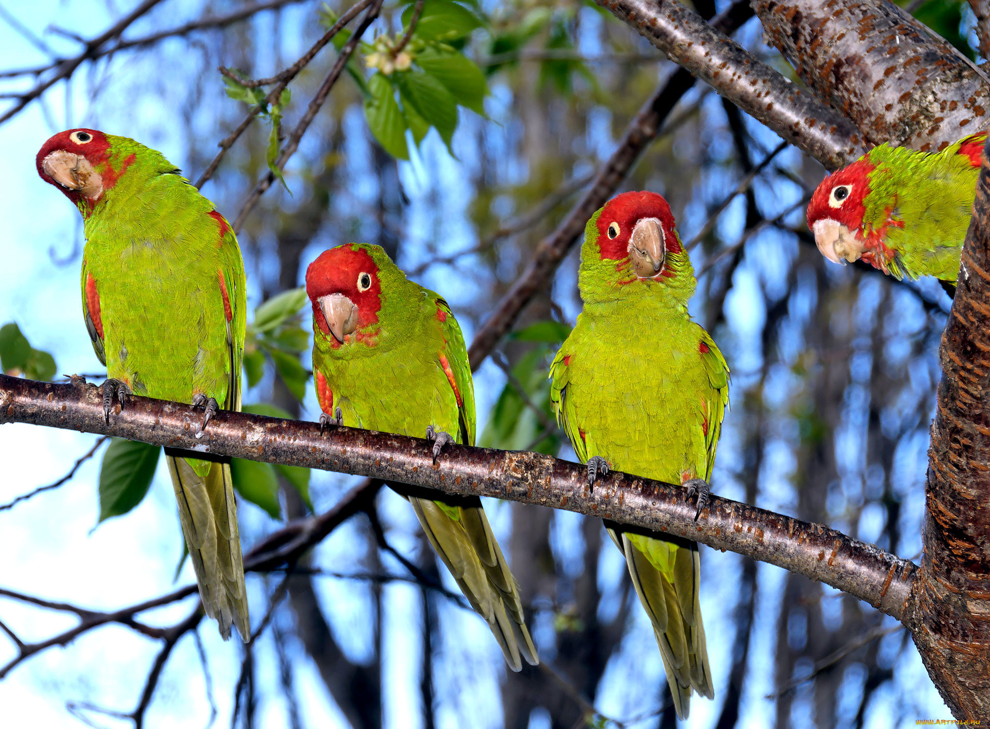 , , parrot